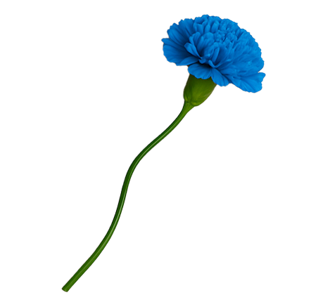 Solar blue flower